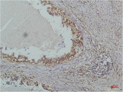 NFKBIB Monoclonal Antibody (E-AB-22175)