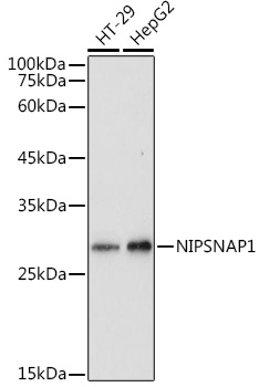 NIPSNAP1 Polyclonal Antibody (E-AB-91964)