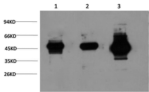 GSK3 beta Monoclonal Antibody (E-AB-22130)