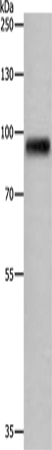 APLP1 Polyclonal Antibody (E-AB-13811)