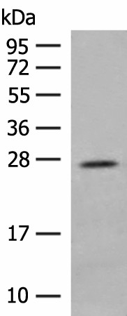 MDFI Polyclonal Antibody (E-AB-18801)