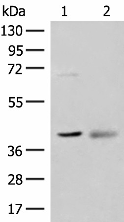 ADH5 Polyclonal Antibody (E-AB-18823)