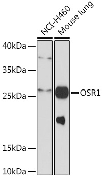 OSR1 Polyclonal Antibody (E-AB-93216)