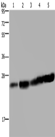 MOB1A Polyclonal Antibody (E-AB-16616)