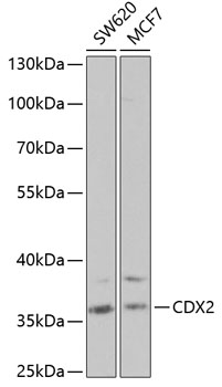 CDX2 Polyclonal Antibody (E-AB-60383)