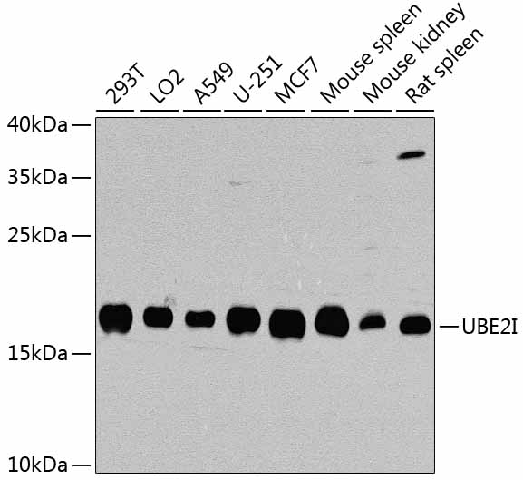 UBE2I Polyclonal Antibody (E-AB-60675)
