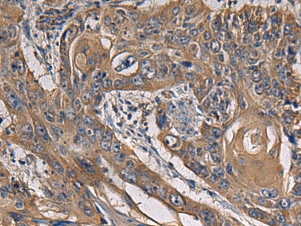 CCNI Polyclonal Antibody (E-AB-19261)