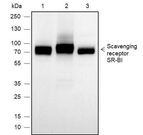 Recombinant Scavenging Receptor SR-BI Monoclonal Antibody (AN301932L)