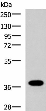 GPR6 Polyclonal Antibody (E-AB-19291)