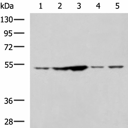 SNTA1 Polyclonal Antibody (E-AB-52128)