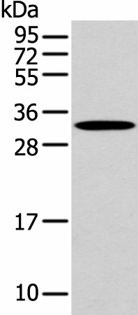 NANOS1 Polyclonal Antibody (E-AB-53421)