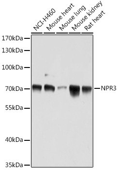 NPR3 Polyclonal Antibody (E-AB-66993)