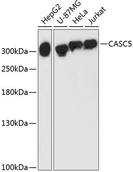 CASC5 Polyclonal Antibody (E-AB-64459)