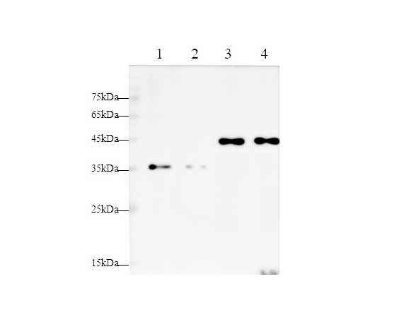 HRP-conjugated His-Tag Monoclonal Antibody (AN00430HP)