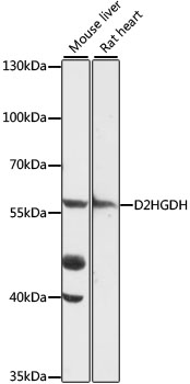 D2HGDH Polyclonal Antibody (E-AB-91473)