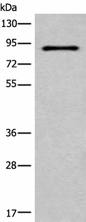 C7 Polyclonal Antibody (E-AB-52507)