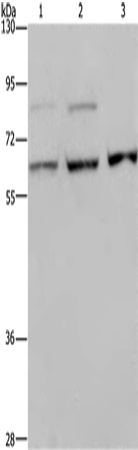 KIF22 Polyclonal Antibody (E-AB-16546)
