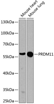 PRDM11 Polyclonal Antibody (E-AB-62497)