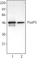 Purified anti-mouse/rat/human FOXP3 Antibody (320001)