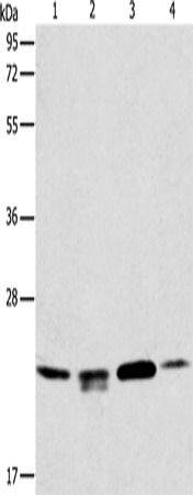 PRDX2 Polyclonal Antibody (E-AB-12627)