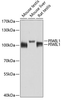PIWIL1 Polyclonal Antibody (E-AB-60641)