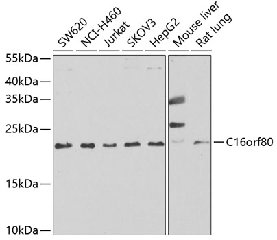 C16orf80 Polyclonal Antibody (E-AB-61522)