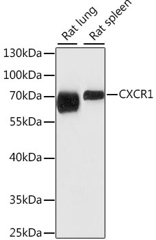 CXCR1 Polyclonal Antibody (E-AB-66790)