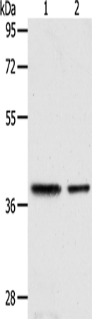 CNN3 Polyclonal Antibody (E-AB-10711)