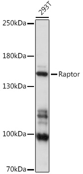 Raptor Polyclonal Antibody (E-AB-91499)