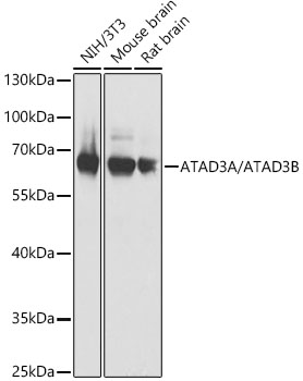 ATAD3A/ATAD3B Polyclonal Antibody (E-AB-92461)