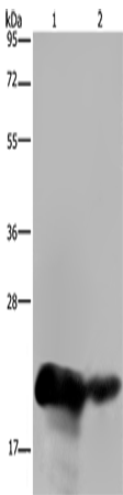 CSH1 Polyclonal Antibody (E-AB-11300)
