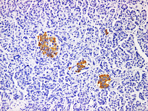 Insulin Monoclonal Antibody (ELAB6638-M)
