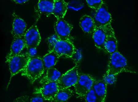 Recombinant 4-1BBL/CD137L/TNFSF9 Monoclonal Antibody (AN300468P)