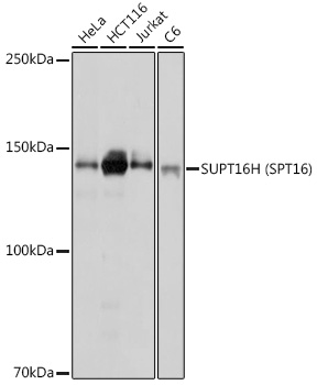 SUPT16H Polyclonal Antibody (E-AB-92122)