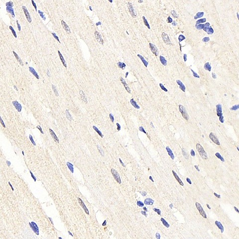 HES2 Polyclonal Antibody (E-AB-70254)