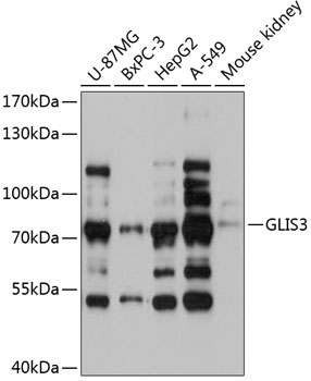 GLIS3 Polyclonal Antibody (E-AB-90363)
