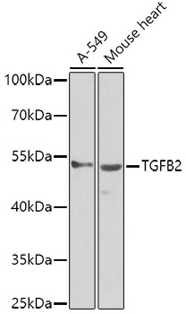 TGFB2 Polyclonal Antibody (E-AB-62240)