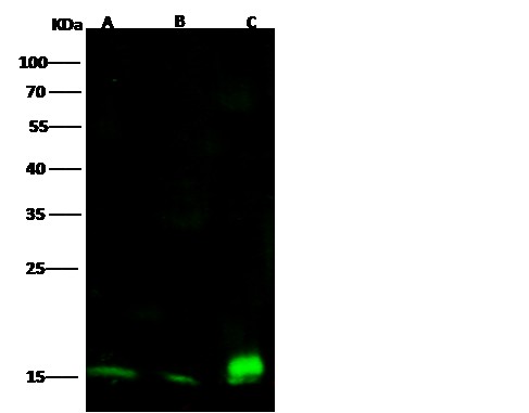 Recombinant CD53 Monoclonal Antibody (AN300550P)