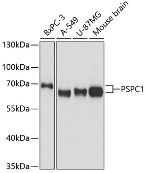 PSPC1 Polyclonal Antibody (E-AB-65614)