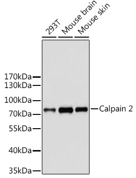 Calpain 2 Polyclonal Antibody (E-AB-92482)