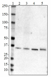 Purified anti-Apo E, 109-116 Antibody (852701)