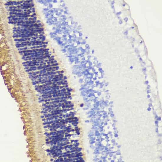 RHO Polyclonal Antibody (E-AB-66422)