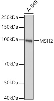 (KO Validated) MSH2 Polyclonal Antibody (E-AB-92378)