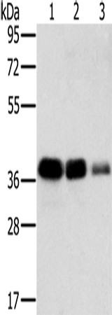 MTFR1 Polyclonal Antibody (E-AB-11411)