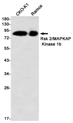 Recombinant RSK2 Monoclonal Antibody (E-AB-81604)