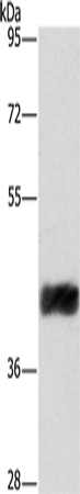 CRELD2 Polyclonal Antibody (E-AB-14894)
