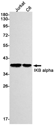 Recombinant IKB alpha Monoclonal Antibody (E-AB-81430)