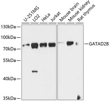 GATAD2B Polyclonal Antibody (E-AB-63972)