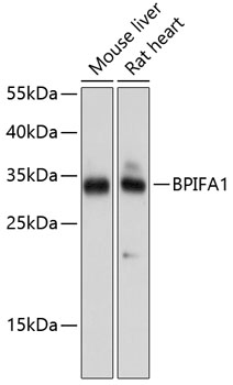 BPIFA1 Polyclonal Antibody (E-AB-65593)