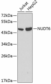 NUDT6 Polyclonal Antibody (E-AB-60051)